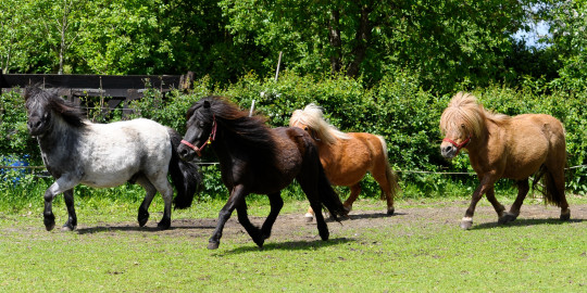 Hemelvaart Camping - Visit Hardenberg