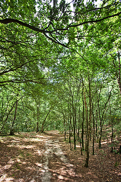 Het Collendoorner Bos
